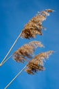 Dry yellow grass against blue sky Royalty Free Stock Photo