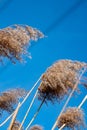 Dry yellow grass against blue sky Royalty Free Stock Photo