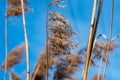 Dry yellow grass against blue sky Royalty Free Stock Photo