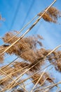 Dry yellow grass against blue sky Royalty Free Stock Photo