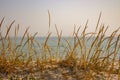 Dry yellow grass in dune against calm sea. Seaside background. Tall reed on sand beach. Seascape on sunset.