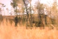 dry yellow grass field, subjective view, hidden near ground, low angle view