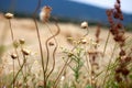 Dry wild grass and camomile in the wind Royalty Free Stock Photo