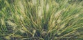 Dry yellow and green spikelets, green grass in the background