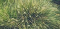 Dry yellow and green spikelets, green grass in the background