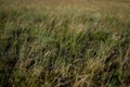 Dry yellow green thin grass. Pattern, texture, macro, close-up. The field at sunset of summer sun. Lake Baikal