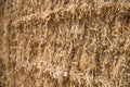 Dry yellow hay Royalty Free Stock Photo