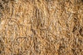 Dry yellow hay Royalty Free Stock Photo