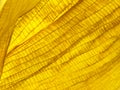 Dry yellow leaf close up, autumn leaf detail extreme closeup