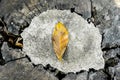 Dry yellow leaf on tree. Royalty Free Stock Photo