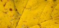 Dry yellow leaf macro photo. background or texture Royalty Free Stock Photo