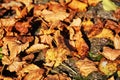 Dry and yellow leaves, autumn background Royalty Free Stock Photo