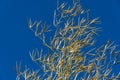 Dry yellow leaves bamboo Phyllostachys aureosulcata on background of bright blue sky