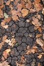 Beautiful dry leaves from different trees lie on the cracked ground. Top view and close-up picture. Royalty Free Stock Photo