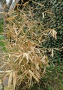 Dry yellow leaves of young bamboo Phyllostachys aureosulcata damaged by winter