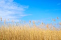 Dry yellow long grass against blue sky as a background Royalty Free Stock Photo
