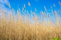 Dry yellow long grass against blue sky as a background Royalty Free Stock Photo