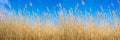 Dry yellow long grass against blue sky as a background Royalty Free Stock Photo