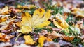 Dry yellow maple leaf on grass. Autumn forest_ Royalty Free Stock Photo