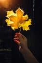 Dry yellow maple leaves in a woman`s hand in sunny rays. Autumn romantic mood. Bouquet of fallen leaves in the beautiful sunshine