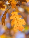 Dry yellow oaken leaves on a branch