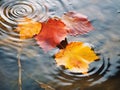 Dry yellow and orange autumn maple leaves float in clear water Royalty Free Stock Photo