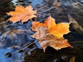Dry yellow and orange autumn maple leaves float in clear water Royalty Free Stock Photo