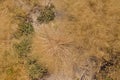 Dry yellow purple moor-grass, view from above Royalty Free Stock Photo