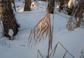 Dry yellow reeds growing in the snowy forest