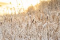 Dry yellow reeds on the shore of a pond in winter. Winter, heavy sky over the lake.winter landscape with lake full of Royalty Free Stock Photo