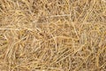 Dry yellow straw grass background texture closeup. Royalty Free Stock Photo