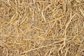 Dry yellow straw grass background texture closeup wallpaper. Royalty Free Stock Photo