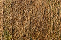 Dry yellow straw grass background texture Royalty Free Stock Photo