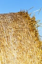 dry yellow straw