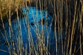 Dry yellow thin reed grass. Pattern, texture, macro, close-up. Blue stream, river background. The field at sunset Royalty Free Stock Photo