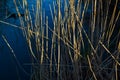 Dry yellow thin reed grass. Pattern, texture, macro, close-up. Blue stream, river background. The field in sunset Royalty Free Stock Photo