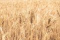 Dry yellow wheat in the field ready for harvest Royalty Free Stock Photo