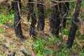 Dry young pine trees after a grass fire. Burnt tree trunks, dried needles Royalty Free Stock Photo