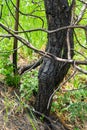 Dry young pine trees after a grass fire. Burnt tree trunks, dried needles Royalty Free Stock Photo