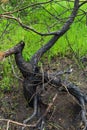 Dry young pine trees after a grass fire. Burnt tree trunks, dried needles Royalty Free Stock Photo