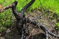 Dry young pine trees after a grass fire. Burnt tree trunks, dried needles Royalty Free Stock Photo
