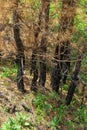 Dry young pine trees after a grass fire. Burnt tree trunks, dried needles Royalty Free Stock Photo
