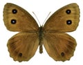 Isolated Dryad butterfly