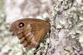 Dryad (Minois dryas) butterfly