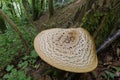 Dryad`s Saddle Bracket Fungi