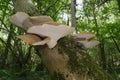 Dryad`s Saddle Bracket fungi