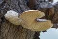 Dryad`s saddle growing on a tree