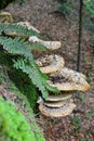 Dryad`s Saddle mushroom, fern and moss on old beech tree