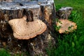 Dryad`s saddle mushroom on an old wooden stump