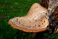 Dryad`s saddle mushroom on an old wooden stump